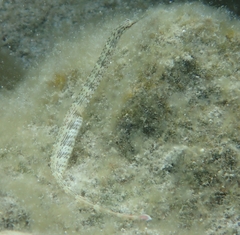 Corythoichthys schultzi