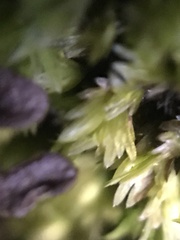Fissidens