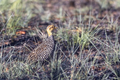 Campocolinus coqui coqui