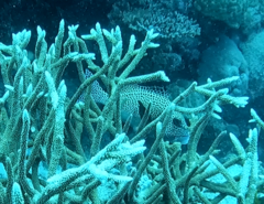 Plectorhinchus chaetodonoides