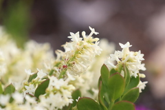 Stackhousia spathulata
