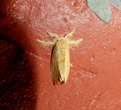 Artaxa