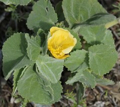 Abutilon leucopetalum