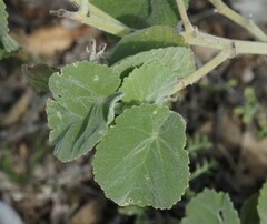 Abutilon leucopetalum