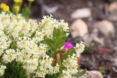 Stackhousia spathulata