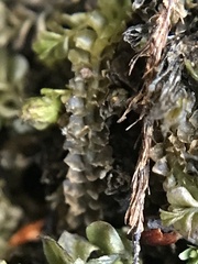 Plagiochila