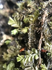 Plagiochila