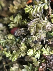 Plagiochila