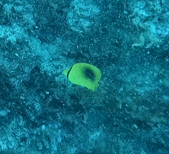 Mirror butterflyfish