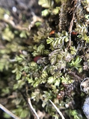Plagiochila