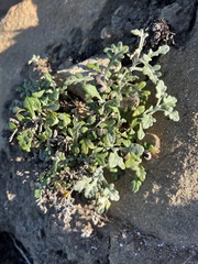 Eriophyllum staechadifolium