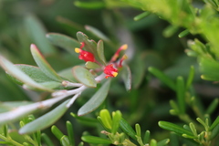 Grevillea pauciflora