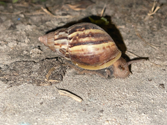 Lissachatina fulica