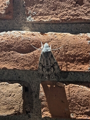 Melipotis jucunda