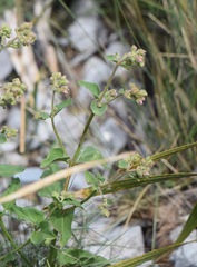 Mirabilis viscosa