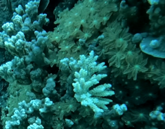 Clavularia