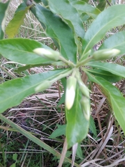 Pittosporaceae