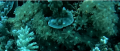 Clavularia
