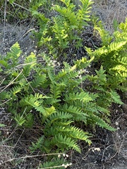 Polypodium californicum