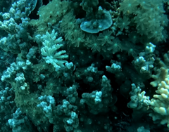 Clavularia