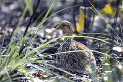 Campocolinus coqui coqui