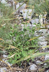Mirabilis viscosa