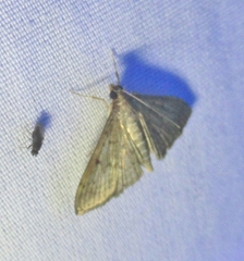 Herpetogramma