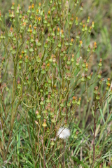 Senecio macrocarpus