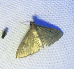 Herpetogramma