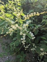 Antigonon flavescens