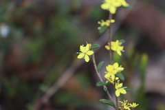 Asterolasia muricata