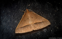 Epidesmia chilonaria