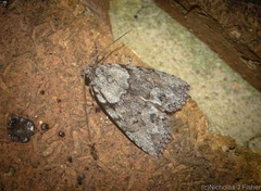 Calathusa basicunea