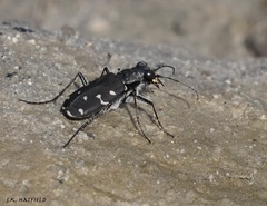 Cicindela duodecimguttata