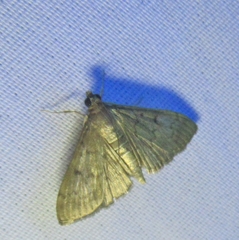 Herpetogramma
