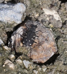 Cicindela duodecimguttata