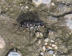 Cicindela duodecimguttata
