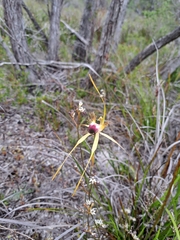 Caladenia thinicola