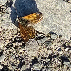 Lycaena