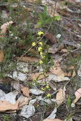 Asterolasia muricata