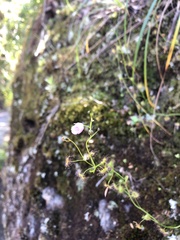 Drosera auriculata