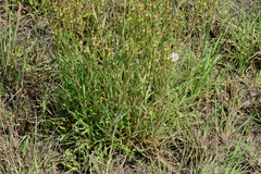Senecio macrocarpus