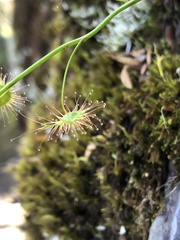 Drosera auriculata