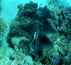 Tridacna