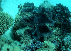 Tridacna