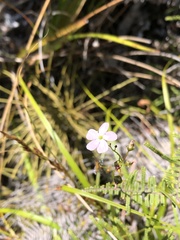 Drosera auriculata