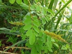 Indigofera hirsuta