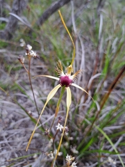 Caladenia thinicola