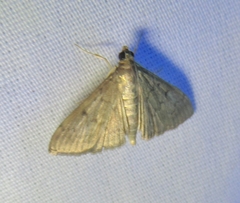 Herpetogramma