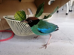 Pitta sordida cucullata